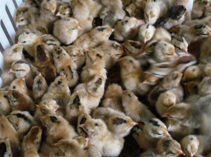 土雞苗價(jià)格