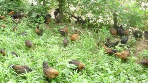散養(yǎng)雞技術之雛雞的飼料的挑選及注意事項